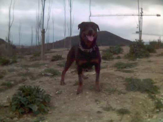 Un señor perro. Un señor perro.